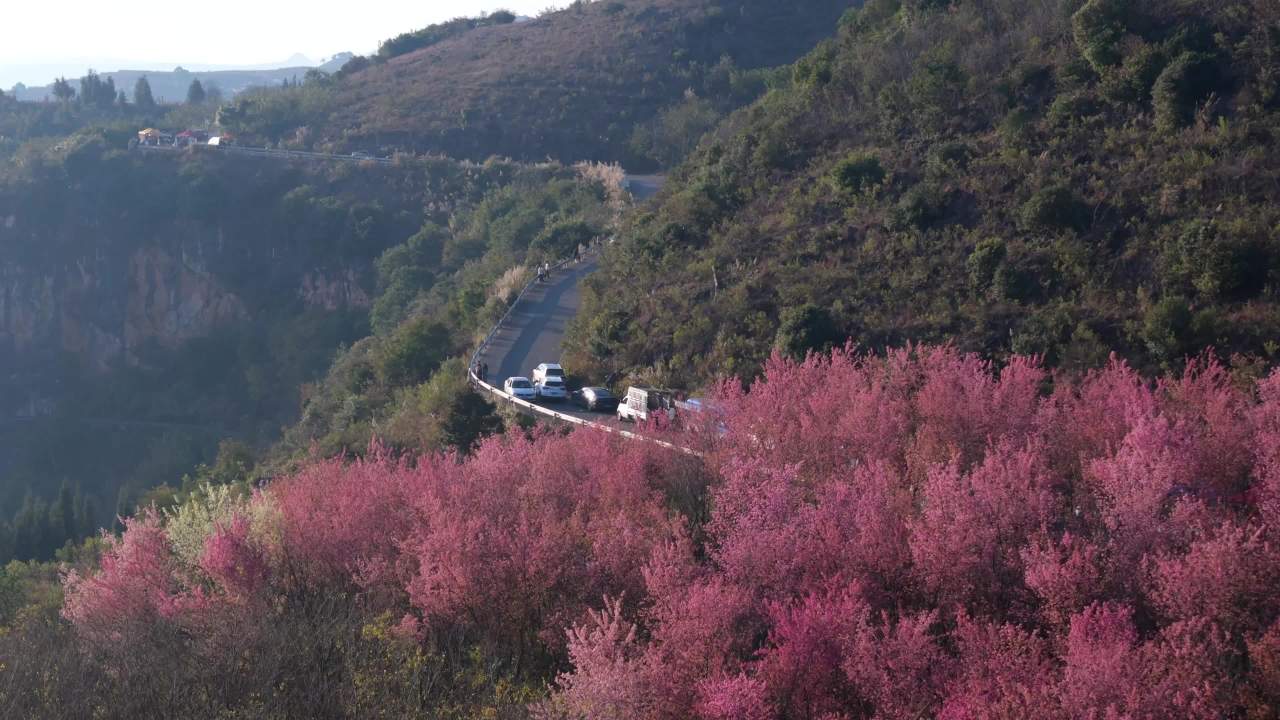 山间樱花道