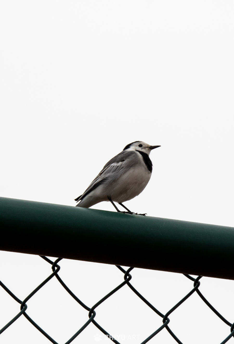 小鸟栖息铁丝网