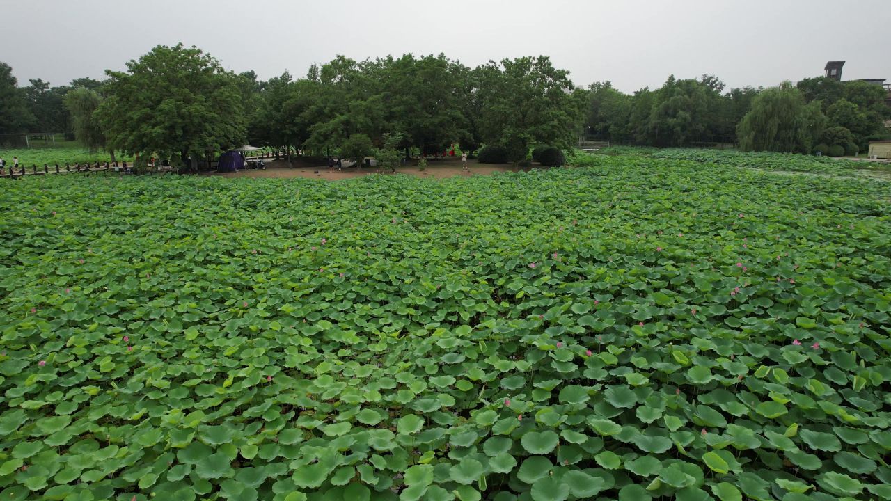航拍夏日风光荷花荷叶植物镇江白娘子公园 