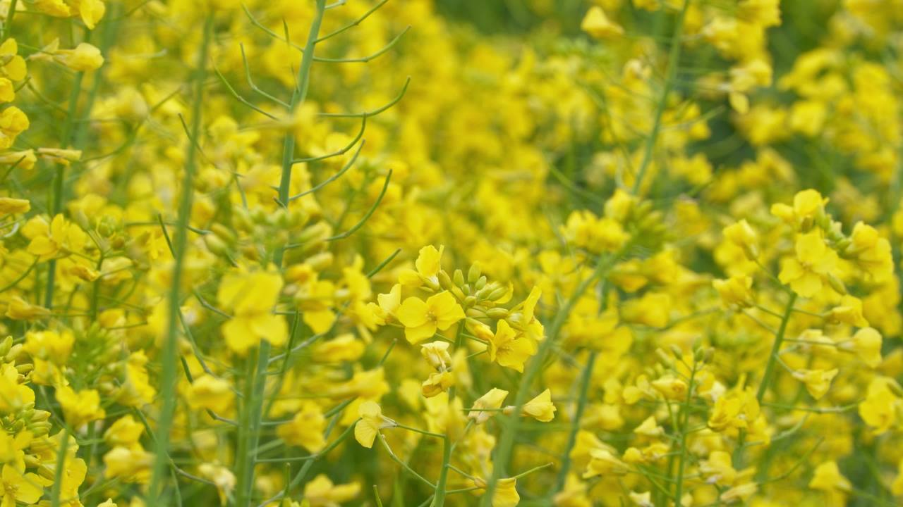 春天农村油菜花田野 15