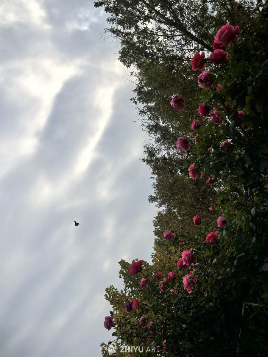 期许一场花开的绚烂，静赏一场花落的淡然！