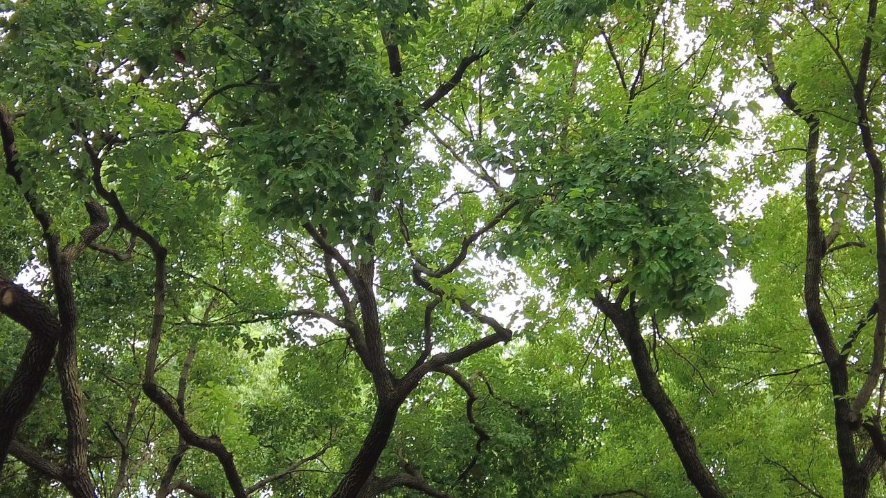 苏州园林留园5A景区实拍  