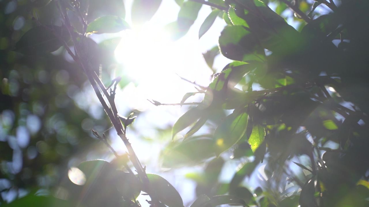 古茶树