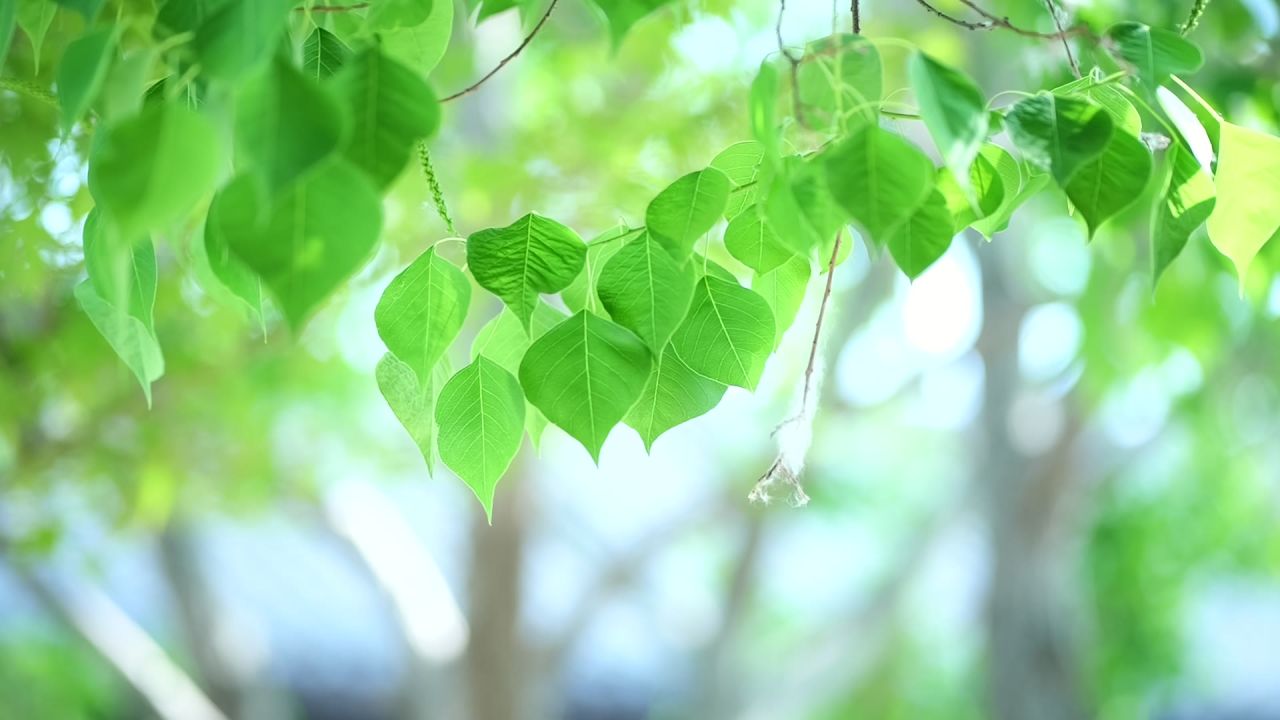 夏天的树叶