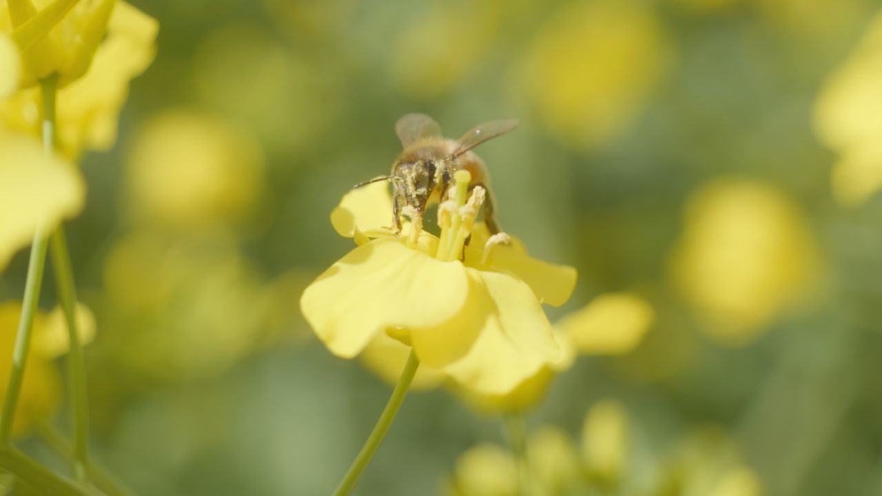 春天农村油菜花海蜜蜂采蜜 6