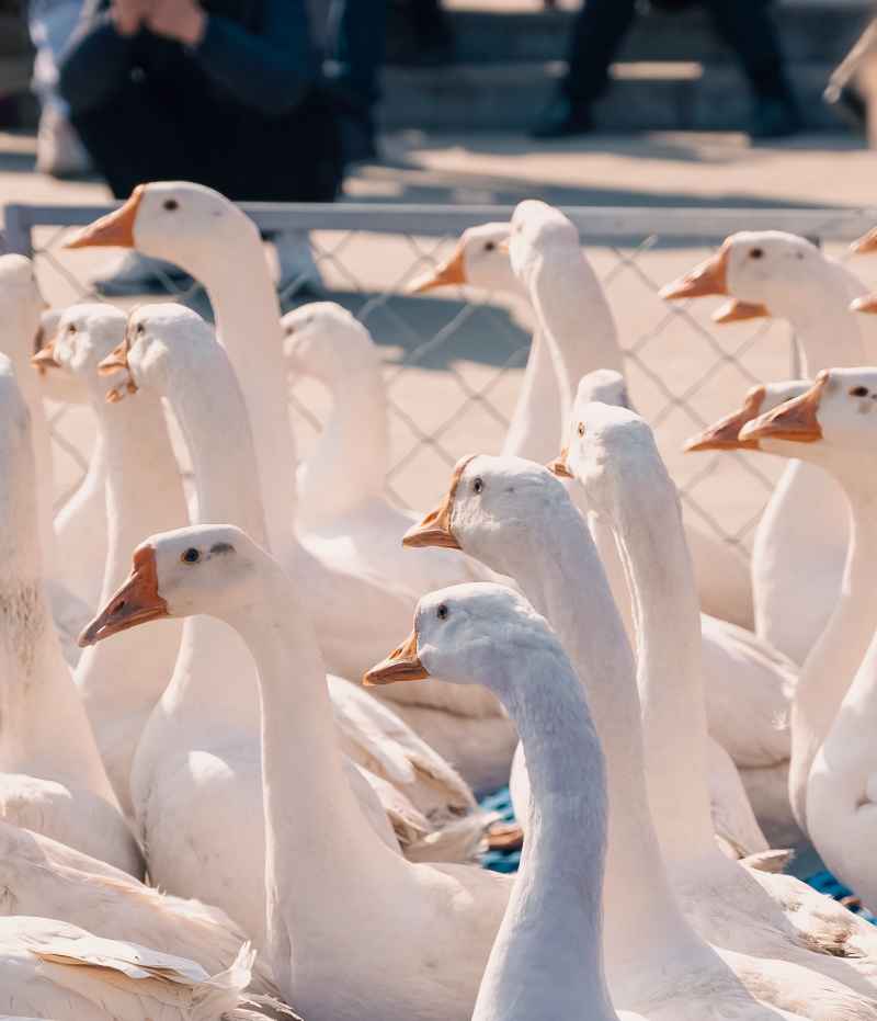 大鹅
