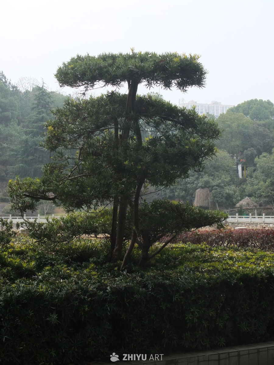 公园 33