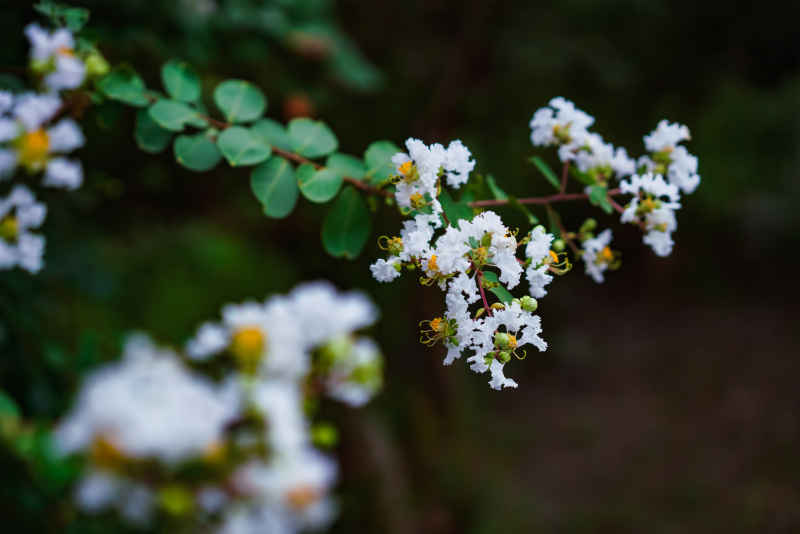 紫薇花 26