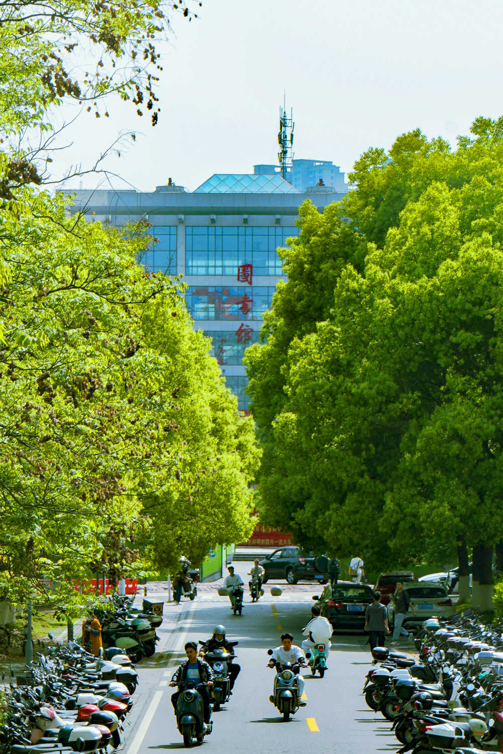 三峡大学