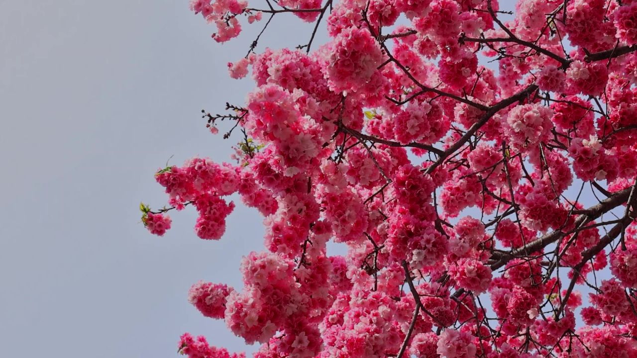 春暖花开樱花盛开 8