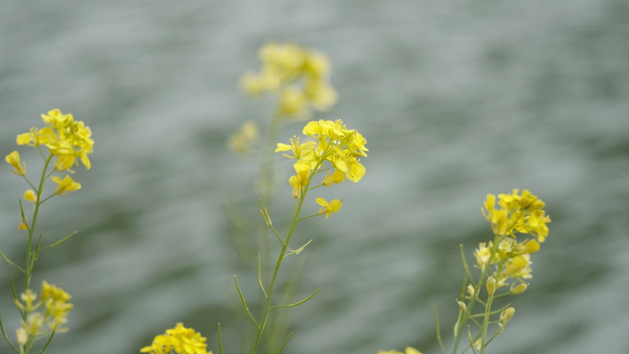 春天农村油菜花海蜜蜂采蜜 25