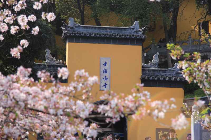 樱花和鸡鸣寺
