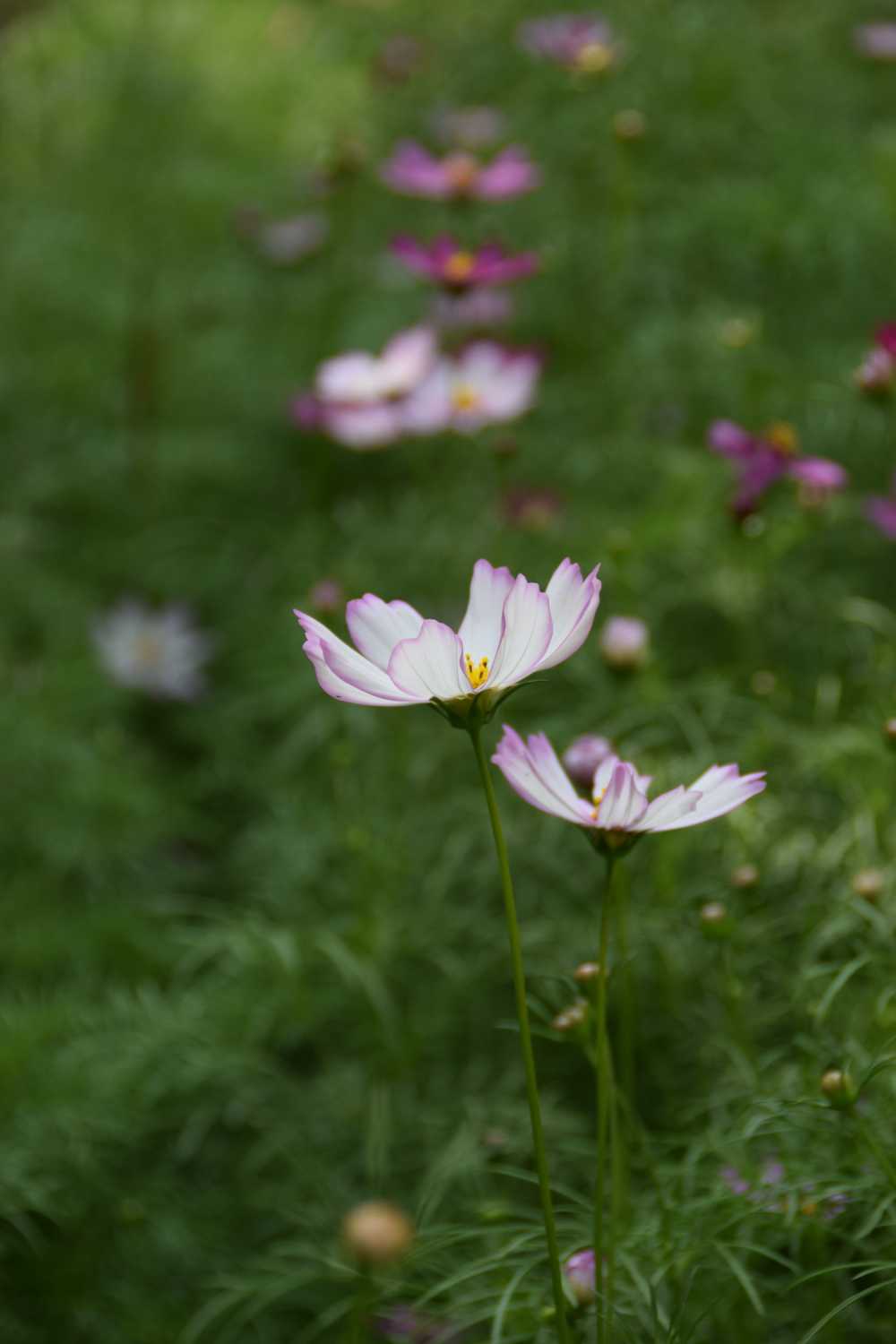 菊