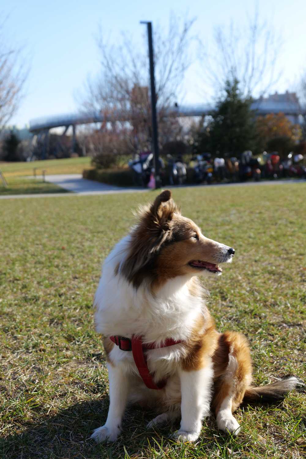 喜乐蒂牧羊犬
