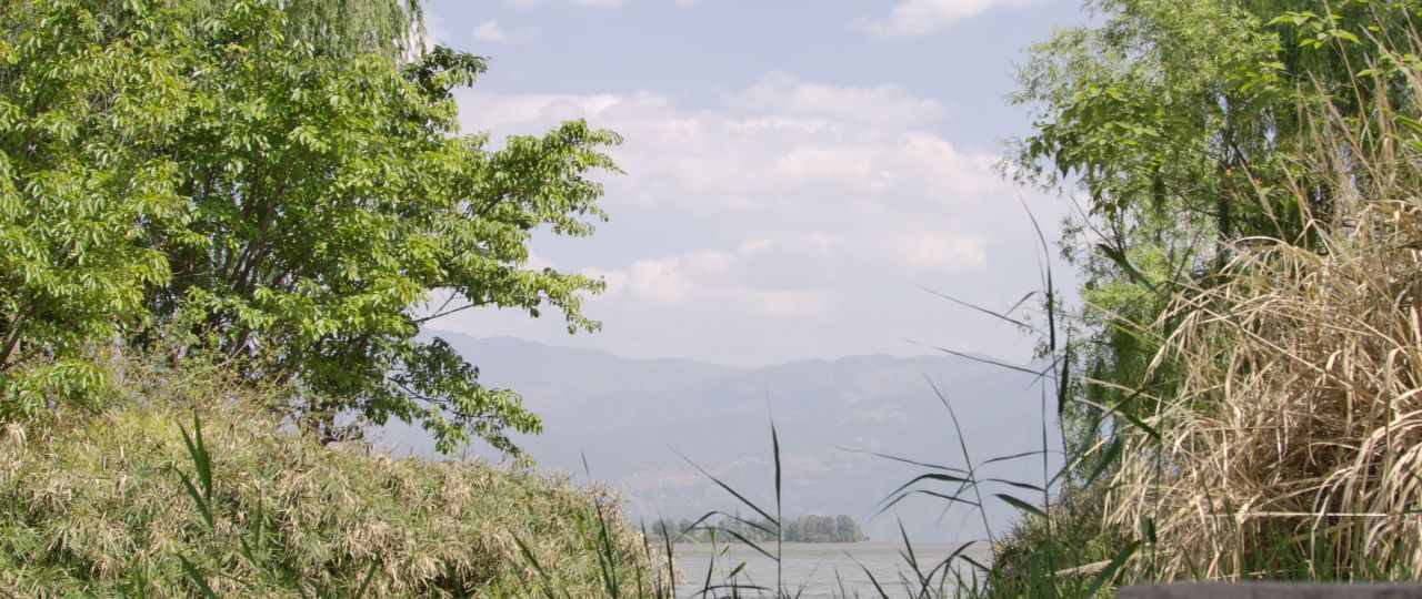 森林树木