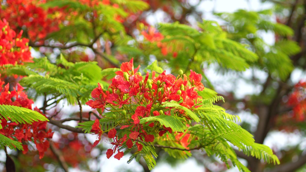 凤凰花 3