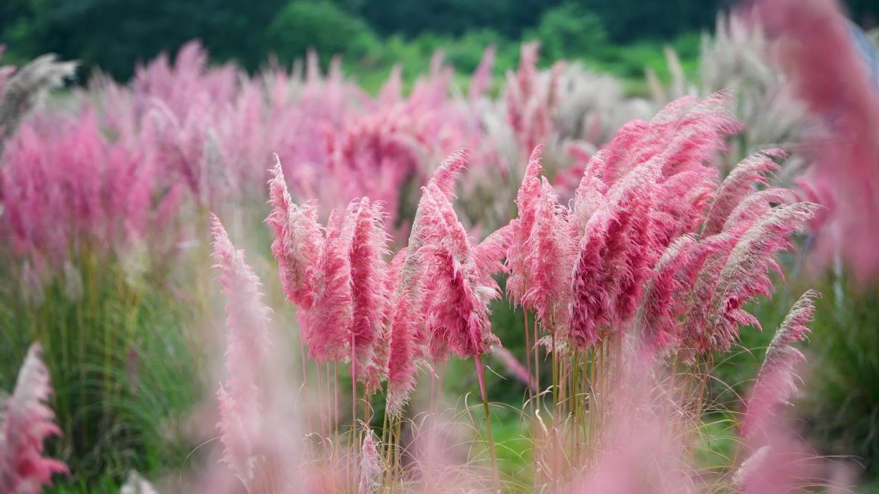 4k秋天的蒲苇  蒲苇花海