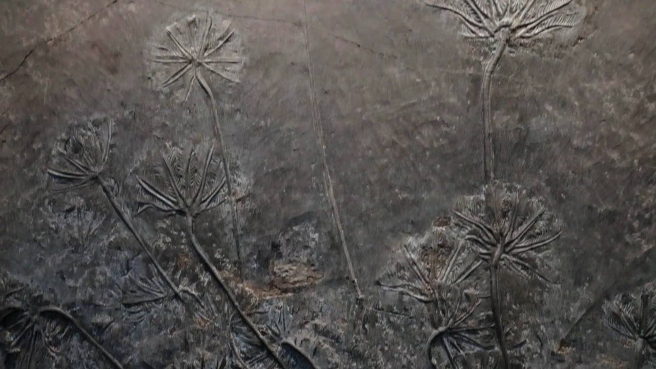 晚三叠世生物创孔海百合