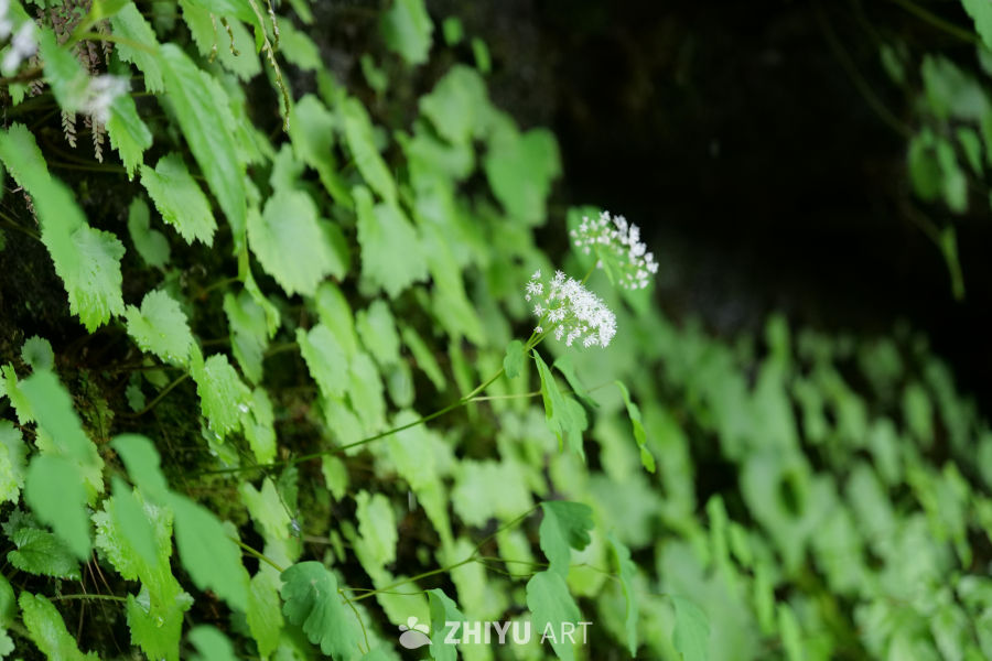 景区景色 17