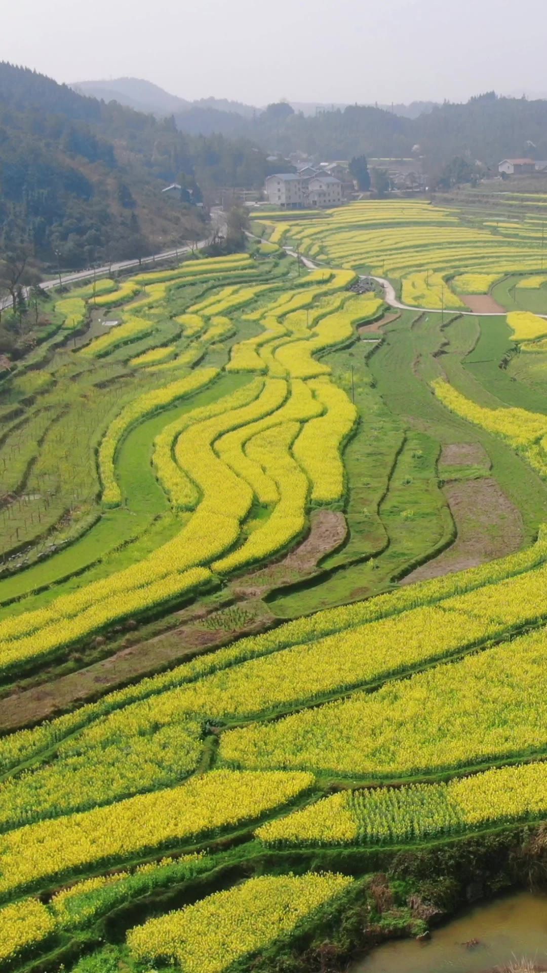  美丽乡村油菜花竖屏航拍