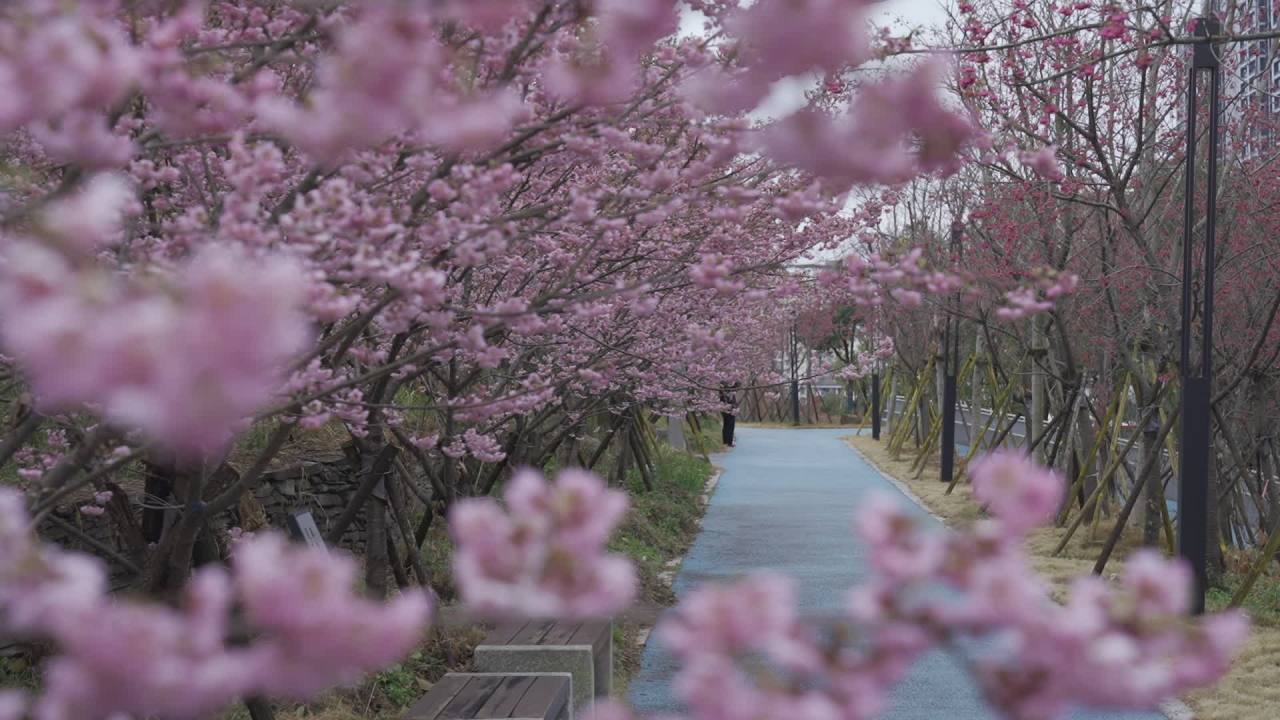 樱花隧道