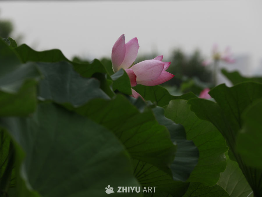 荷塘静谧