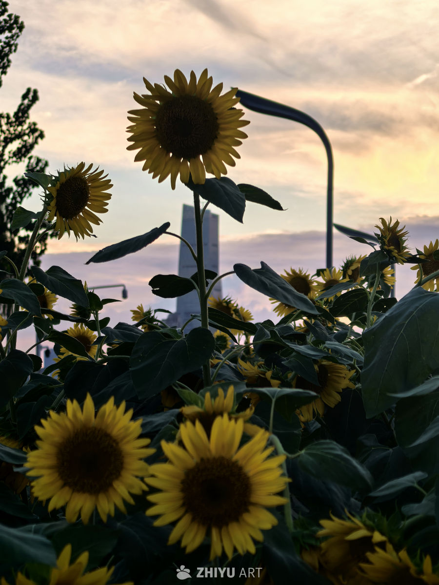 愿我们像向日葵一样，永远阳光明亮✨