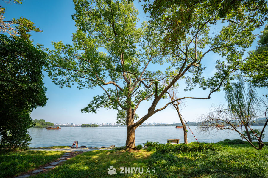 树是另外一种海