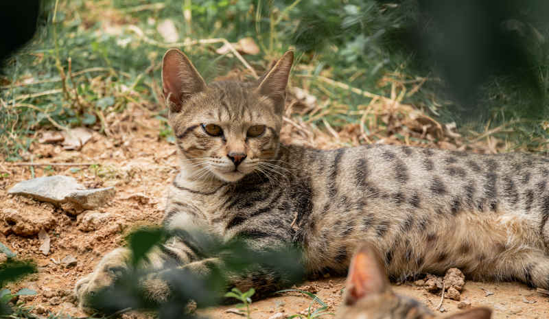 小猫小猫