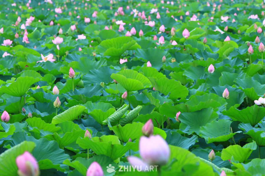 盛夏荷花 238