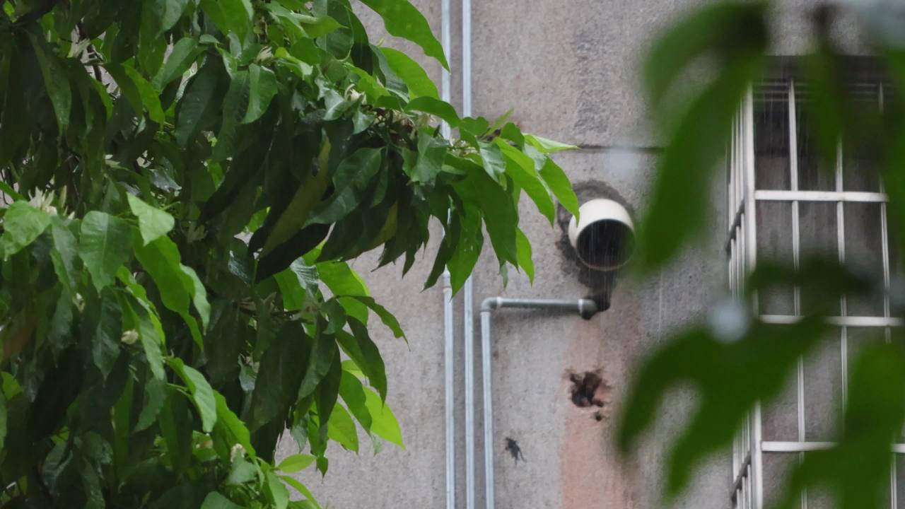 初夏的雨-白兰树