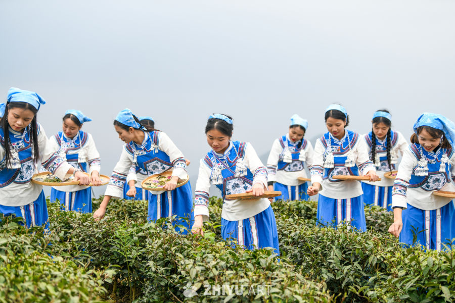 少数民族茶山采茶 1