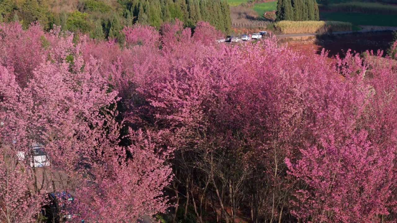 樱花盛开的春天