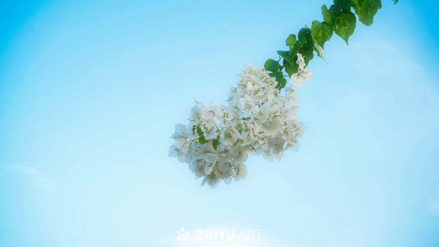 蓝天下的白花