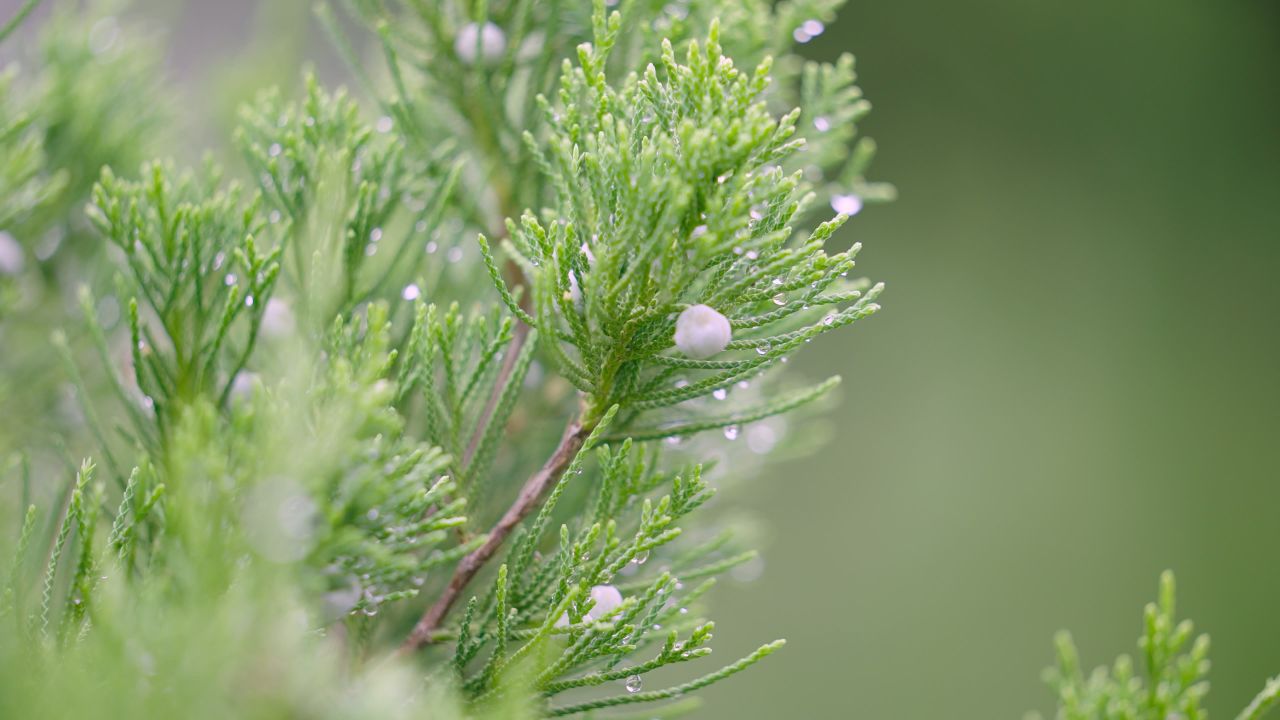 树枝上的雨滴露水情绪意境空境