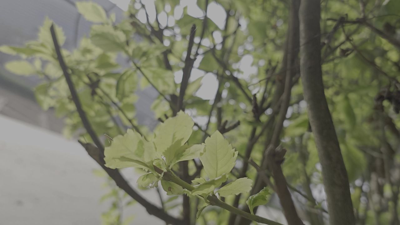树叶