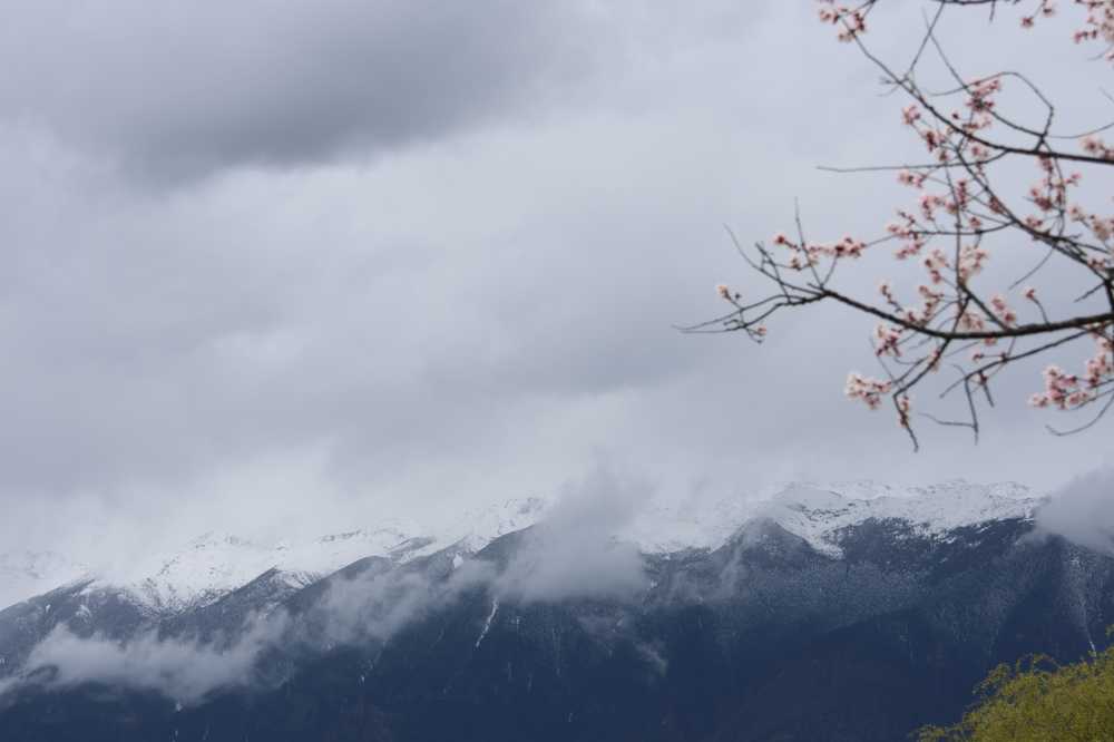 桃花枝头的雪山