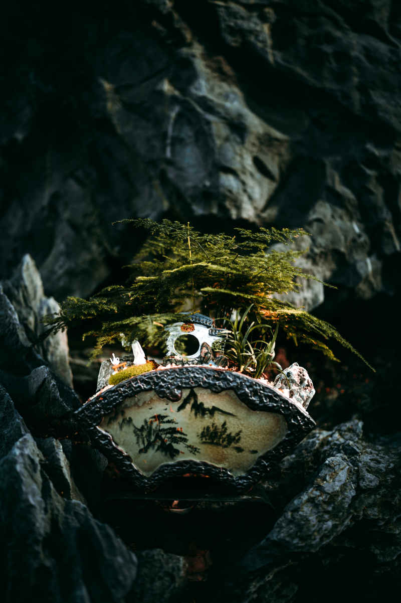 盆栽、插花 2