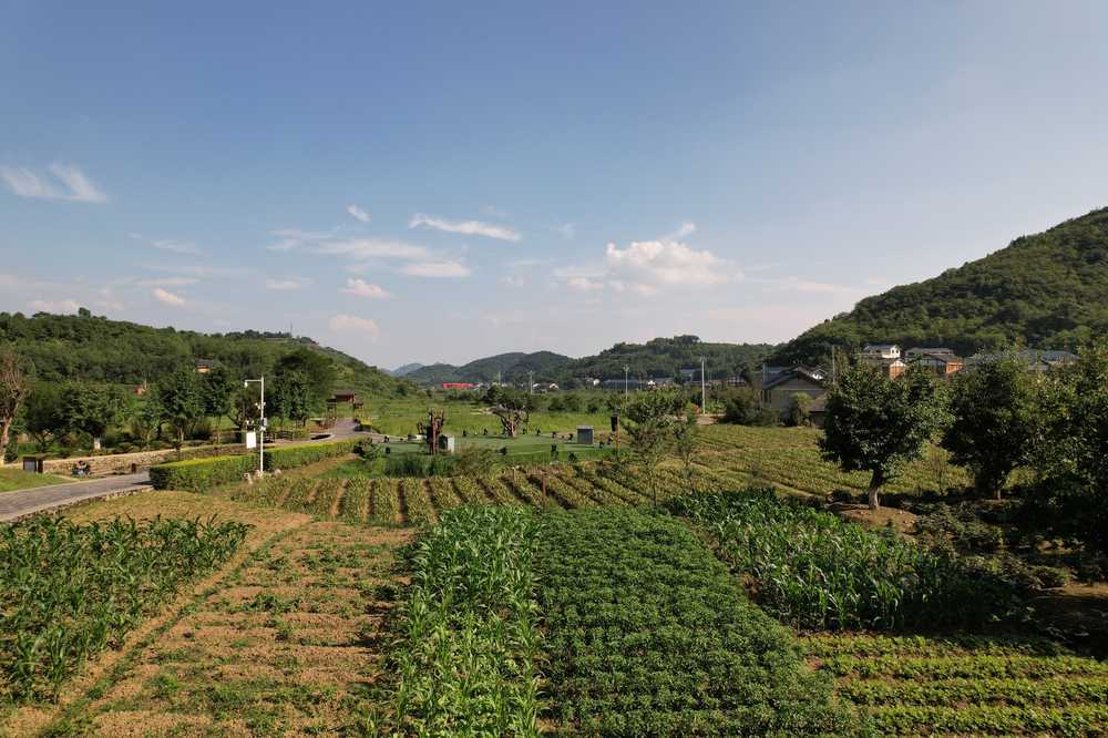 田野