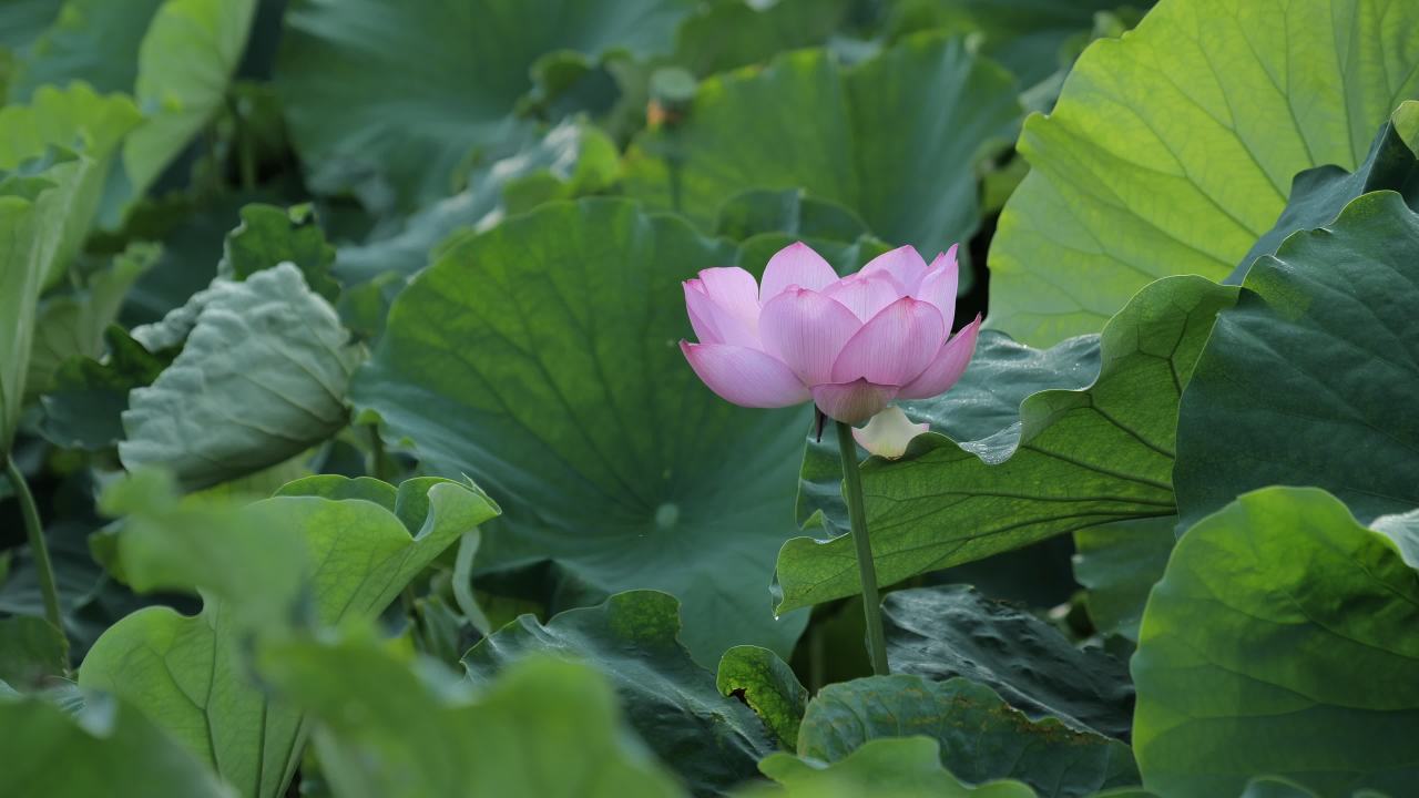 荷花 21