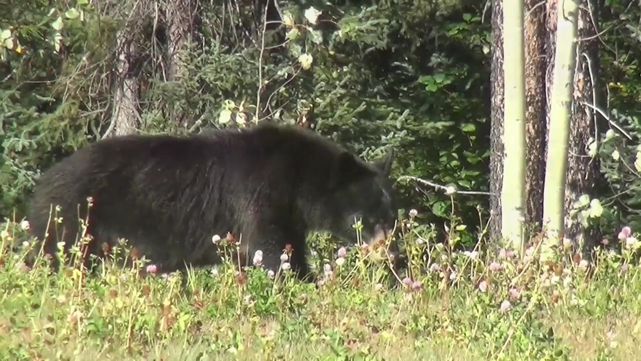 黑熊熊婴儿育