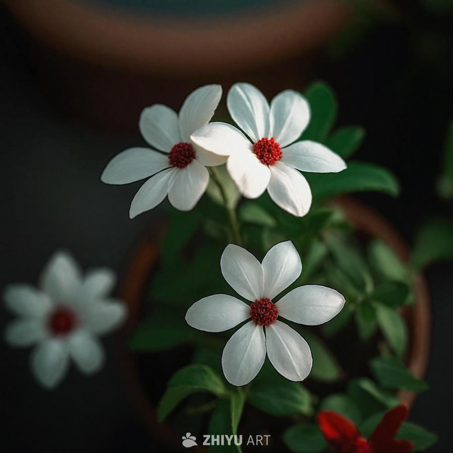 白色花朵的特写，花朵中心或花瓣带有红色点缀。许多其