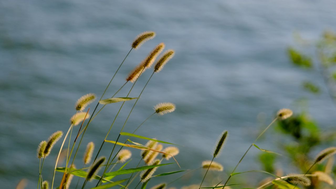 4K湖边摇曳的狗尾巴草