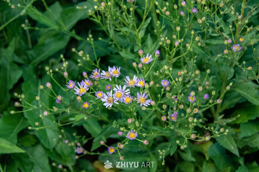 中药材与药材花 43