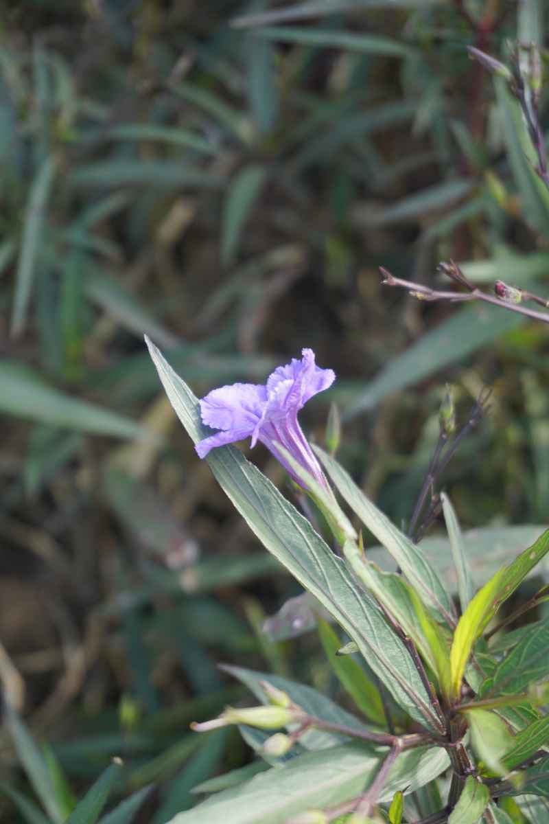蓝花草
