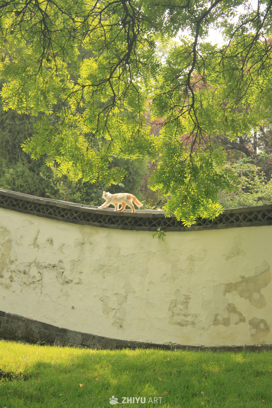 猫在墙头的午后时光