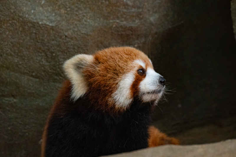 小熊猫