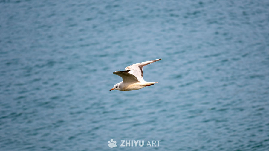 海鸥翱翔