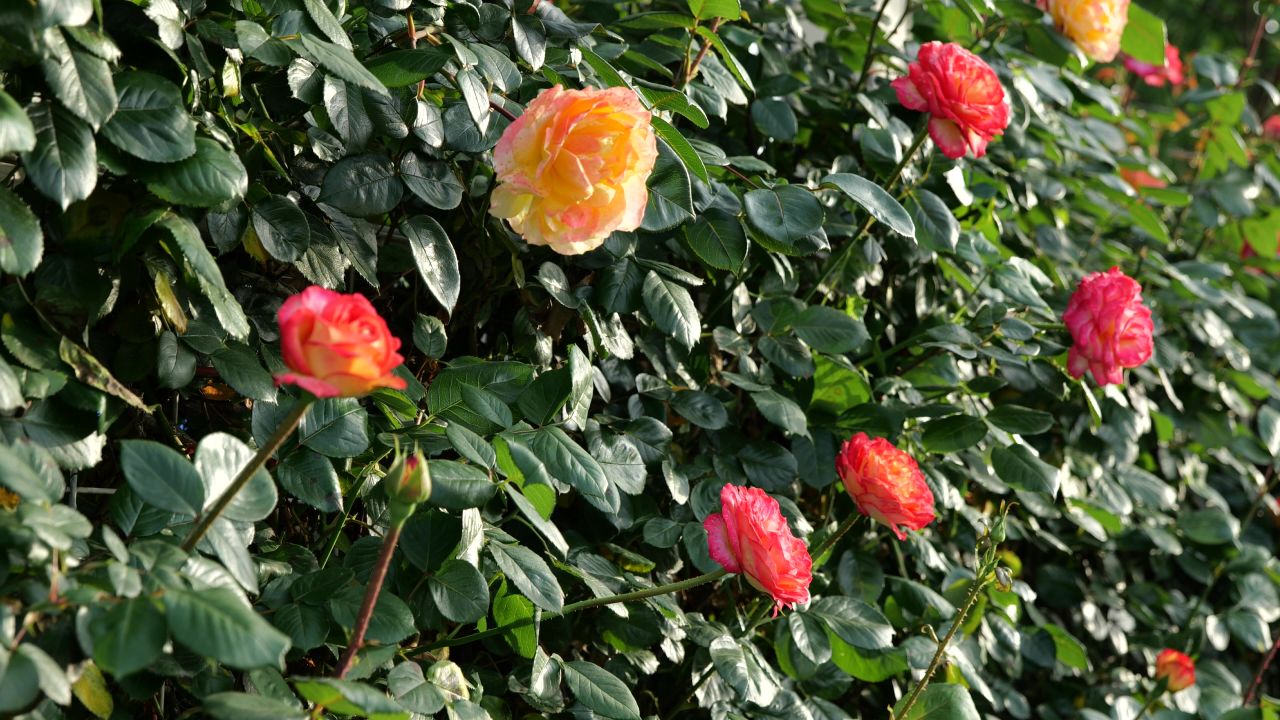 月季花 5