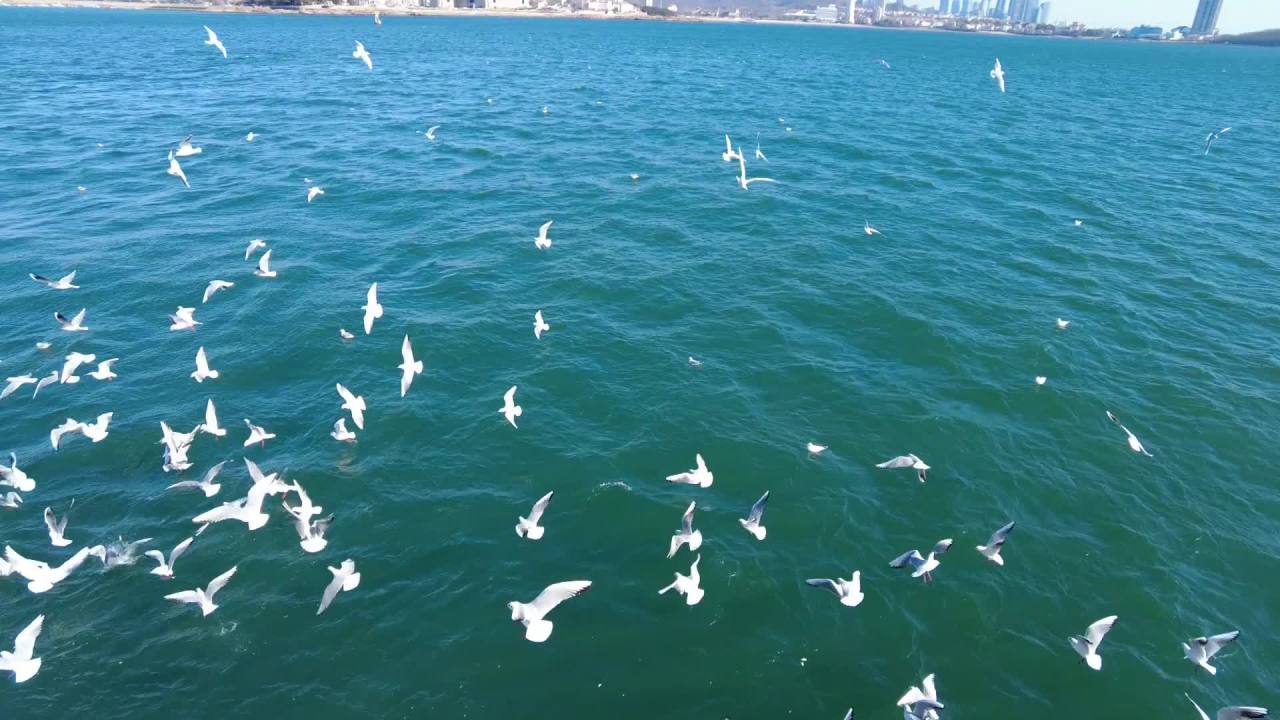 青岛行驶的船上看蔚蓝大海上飞翔的海鸥群 1